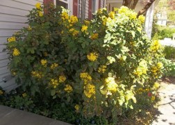 Mahonia aquifolium / Közönséges Mahónia